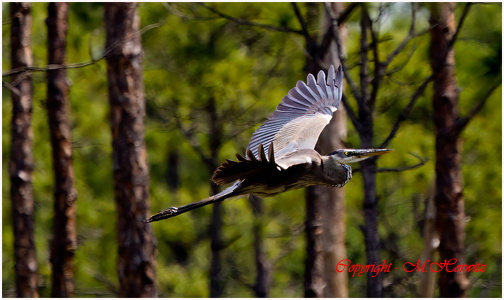 Heron in Flight