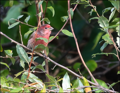House Finch
