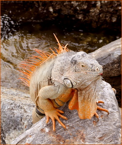 Iguana-II