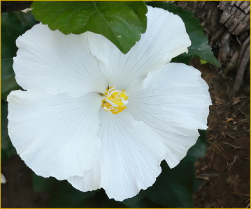 Hibiscus