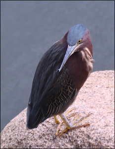 Green Heron