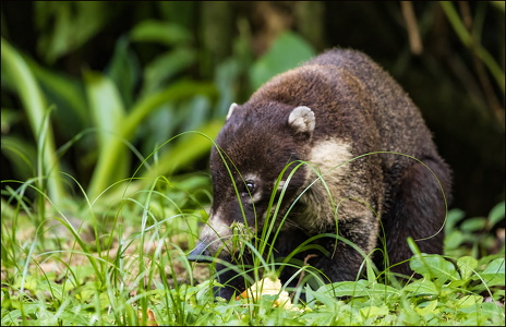 White-nosed Coati