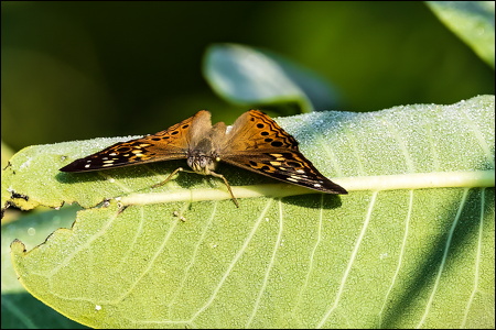 Hackberry Emperor Butterfly