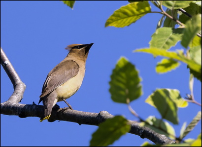 Cedar Waxwing
