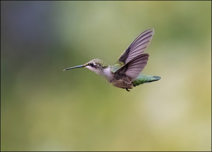 Ruby-throated hummingbird