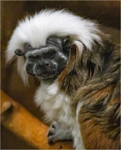Cotton Top Tamarin