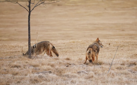Coyote with a tasty ground squirrel