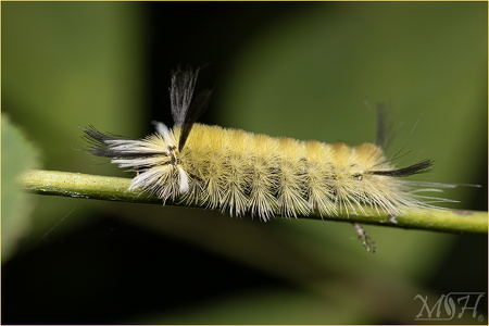 Banded Tussock