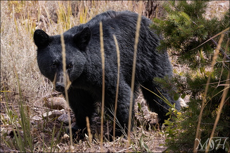 Little Black Bear