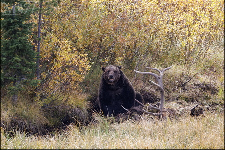 Grizzly protecting its meal