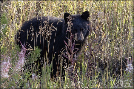 Black Bear Cub