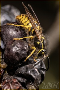 Grapes of Wasp