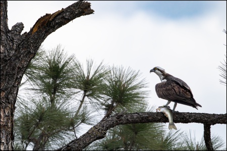Osprey