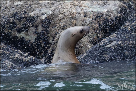 Sea Lion