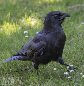 American Crow